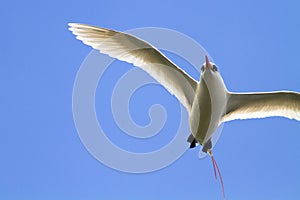 Red-Tailed Tropicbird in Flight photo