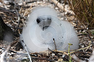 Red-tailed Tropicbird Fluffy Chick