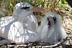Red-tailed Tropicbird Mother with a Chick photo