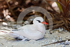 Red-tailed tropicbird photo