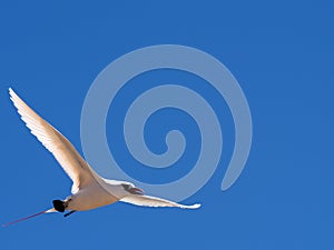 The Red-tailed Tropicbird, nesting on the island of Nosy Ve, Fograph is most often in flight. Nosi Ve. Madagascar