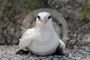 Red-tailed Tropicbird