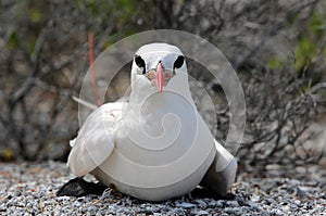 Red-tailed Tropicbird photo