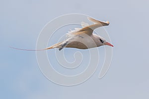 Red-Tailed Tropicbird on Norfolk Island