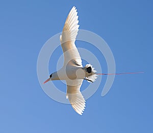 Red-tailed tropicbird Phaethon rubricauda on the island Nosy Ve