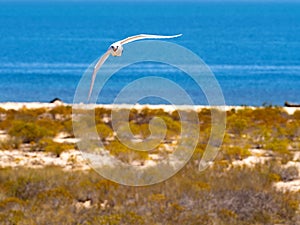 Red-tailed Tropicbird, Phaethon Rubricauda, nesting on the island of Nosy Ve, Fograph is most often in flight. Nosi Ve. Madagascar