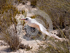 The Red-tailed tropicbird. Phaethon rubricauda, sits on the ground very rarely. Nosi Ve. Madagascar