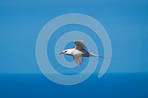 Red-tailed Tropicbird (Phaeton rubricaudra) in flight