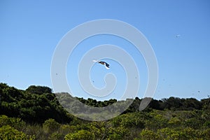 Red-tailed tropicbirds Phaethon rubricauda on the island Nosy Ve