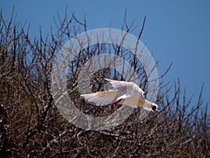 The Red-tailed tropicbirds. Phaeton rubricauda, landing on a bush, Nosi Ve. Madagascar