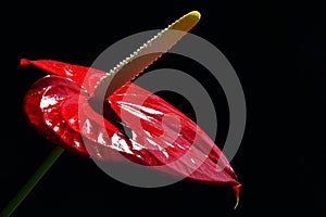 Red tailflower Anthurium andraeanum with dominant yellow spadix , black background, view from upper right side.