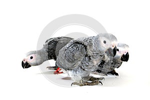 Red tale parrot on white