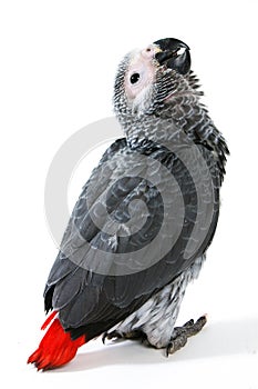 Red tale parrot on white