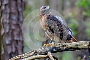 Red-Taled Hawk Sits Outdoors In Its Natural Environment