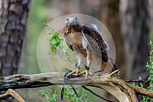 Red-Taled Hawk Sits Outdoors In Its Natural Environment