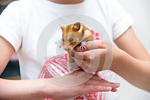 Red tame hamster in the child's hands