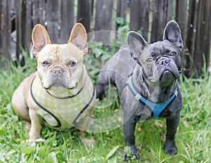 Red tan and blue Isabella Frenchie buddies