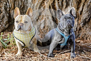 Red tan left and blue Isabella right Frenchie buddies