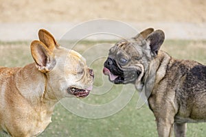 Red-Tan left and Sable French Bulldog Males Socializing