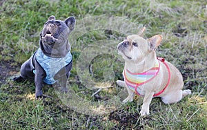 Red Tan right and Blue Isabella left Frenchies Begging for Treat