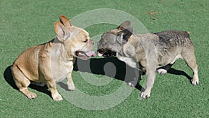 Red-Tan and Sable French Bulldog Males Socializing