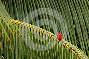 Red tanager on the big palm leave. Summer Tanager, Piranga rubra, red bird in the nature habitat. Tanager sitting on the green tre photo