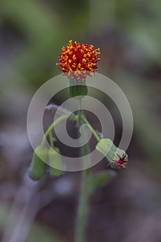 Red Tasselflower, Closeup