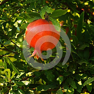 Red and tasty pomegranate fruit on a tree Hanadiv valley Israel