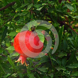 Red and tasty pomegranate fruit on a tree Hanadiv valley Israel