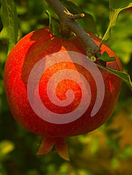Red and tasty pomegranate fruit on a tree Hanadiv valley Israel