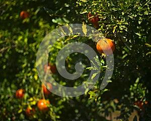 Red and tasty pomegranate fruit on a tree Hanadiv valley Israel