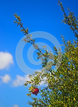 Red and tasty pomegranate fruit on a tree Hanadiv valley Israel