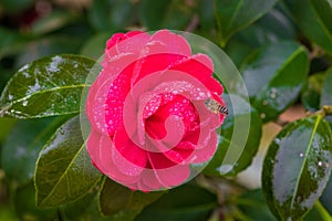 Red tea flowers in the courtyard.