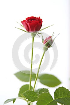 Red tea-rose