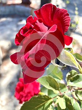 Red Rose Profile