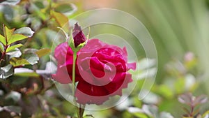 Red tea roses are blooming in the garden.