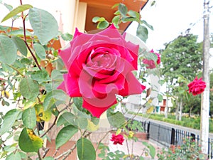 Red tearose, rose flower head flowerhead