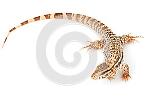 Red Tegu