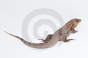 The red tegu lizard Salvator rufescens  on white background