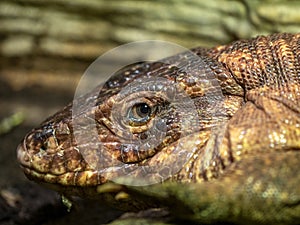 red tegu, Tupinambis rufescens, is a relatively large lizard, colored red, from which it got its name