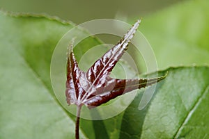 Red tender leaf