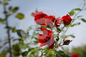 Red tender roses in the sun.