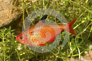 Red tetra fish in a aquarium