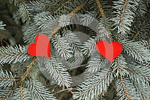 Red textile hearts couple on a blue spruce branch background