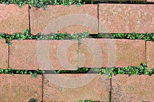 Red textured brick with green clovers and moss