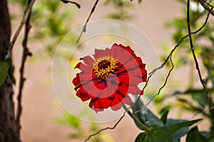 Red textured flower with blur background concept