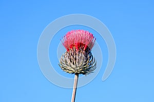 Red thistle, cirsium occidentale, blooming flower head. Blue sky background. Close up
