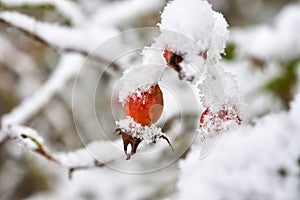 Red thorn fruit covered with snow