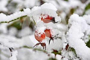 Red thorn fruit covered with snow