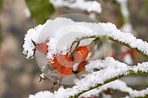 Red thorn fruit covered with snow